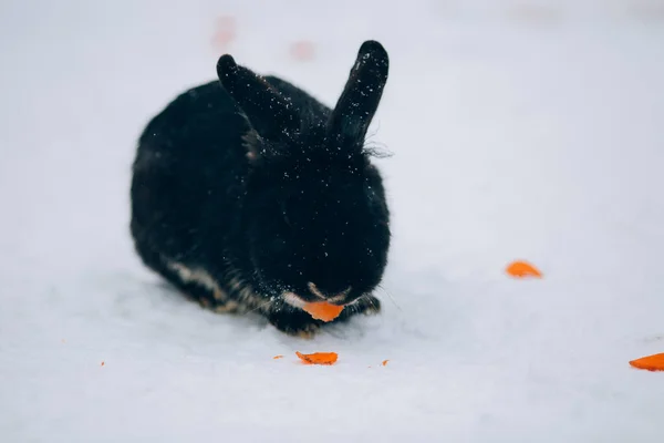 Mignon Petit Lapin Dans Neige — Photo