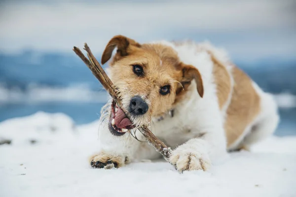 Heureux Renard Terrier Dans Neige Amusant Avec Chien Dans Les — Photo
