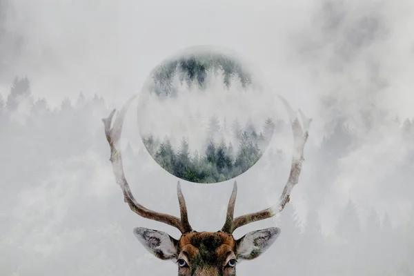 冬の時間に美しい鹿 — ストック写真