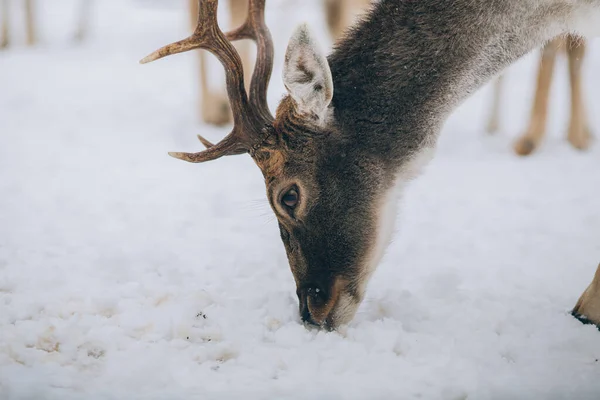 Vackra Rådjur Vintern — Stockfoto