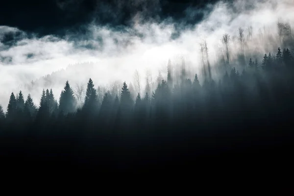 Nebel Und Kiefern — Stockfoto