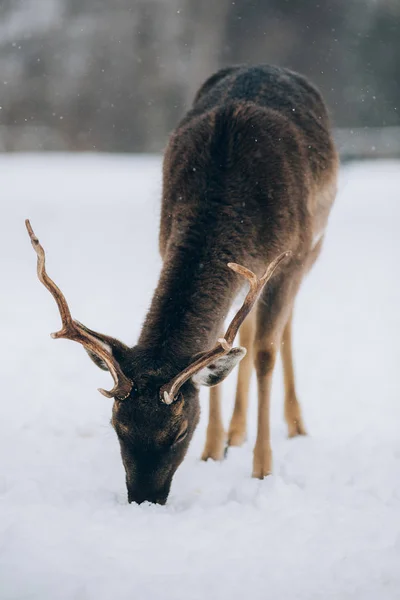 Belos Veados Tempo Inverno — Fotografia de Stock