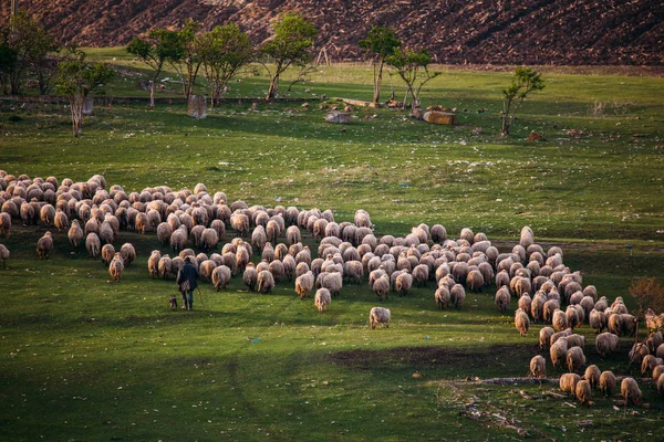 herd of sheep at pasture at sunset time
