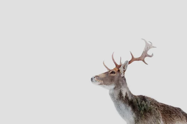 Hermoso Ciervo Invierno — Foto de Stock