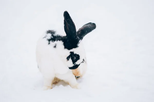 雪の中でかわいいウサギ — ストック写真