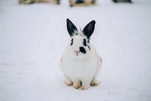 Lindo Conejito Nieve — Foto de Stock