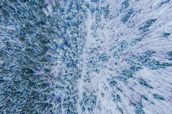 Tiro Aéreo Pinheiros Congelados Inverno — Fotografia de Stock