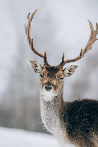 Красиві Олені Зимовий Час — стокове фото
