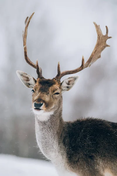 Hermoso Ciervo Invierno —  Fotos de Stock