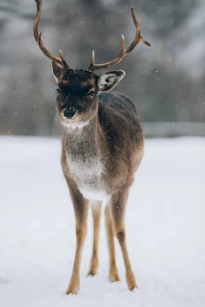 Bellissimi Cervi Inverno — Foto Stock