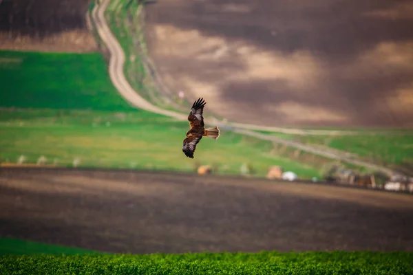 Adler Fliegt Über Die Felder — Stockfoto