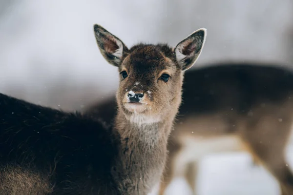 Krásný Jelen Zimním Čase — Stock fotografie