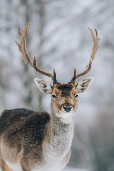 Hermoso Ciervo Invierno —  Fotos de Stock