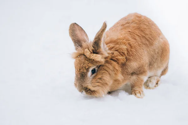 Милый Кролик Снегу — стоковое фото