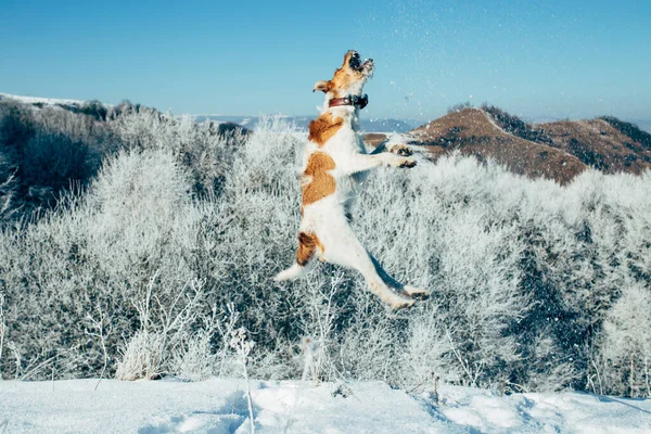 Happy fox terrier in the snow. Fun with a dog in the mountains. Hiking with a dog.