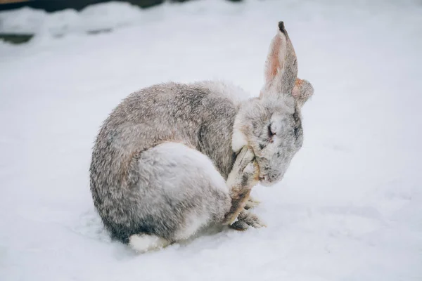 Lindo Conejito Nieve —  Fotos de Stock