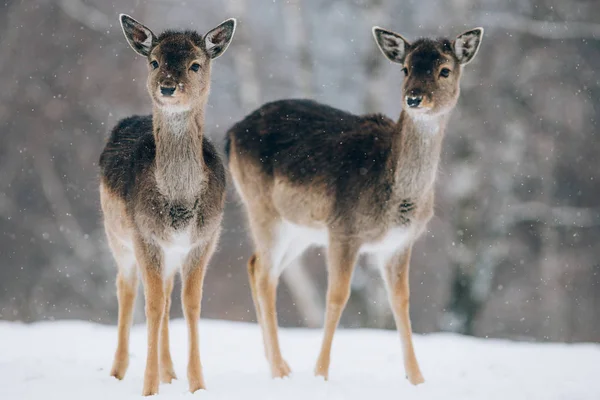 Schöne Hirsche Winter — Stockfoto