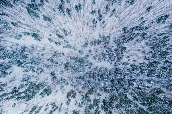 Luftaufnahme Gefrorener Kiefern Winter — Stockfoto