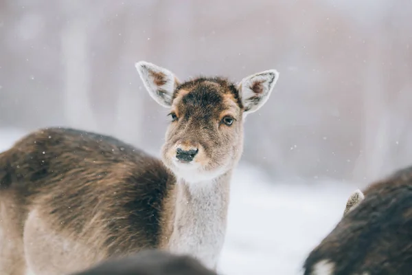 Beau Cerf Hiver — Photo