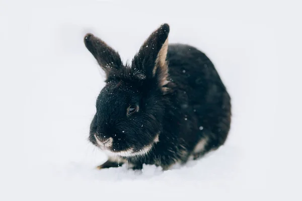 Mignon Petit Lapin Dans Neige — Photo