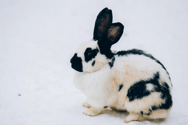 Lindo Conejito Nieve — Foto de Stock