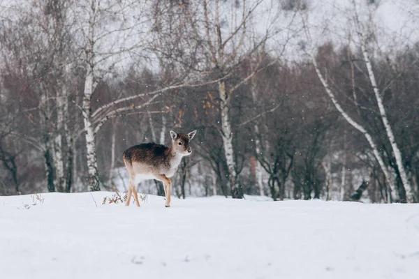 Beau Cerf Hiver — Photo