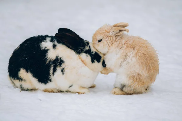 Carino Coniglietti Nella Neve — Foto Stock