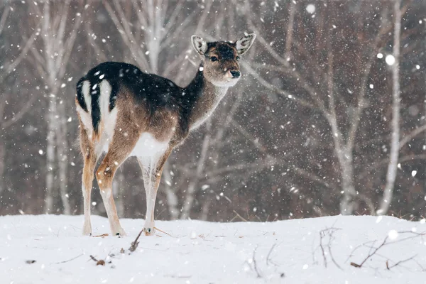 겨울에는 아름다운 — 스톡 사진