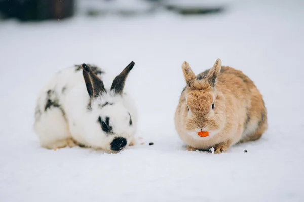 Cute Little Bunnies Snow — Stock Photo, Image