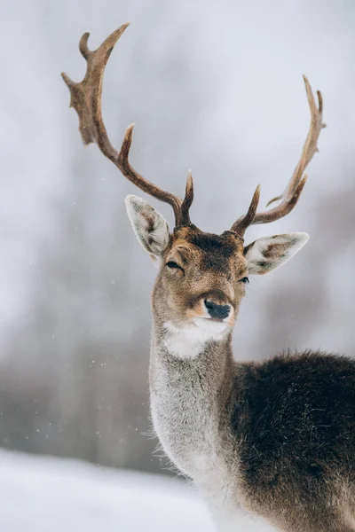 Krásný Jelen Zimním Čase — Stock fotografie