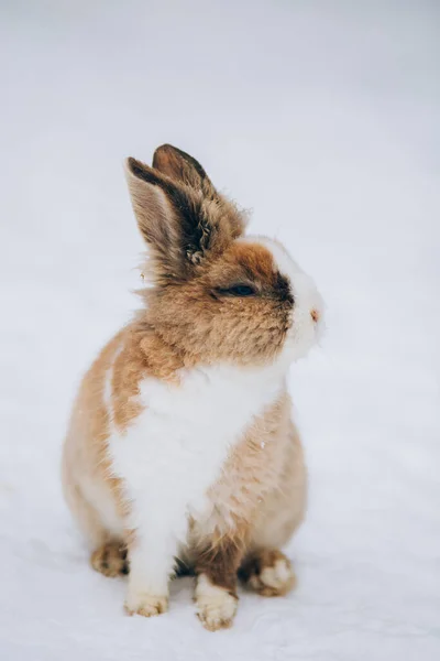 Cute Little Rabbit Snow — Stock Photo, Image