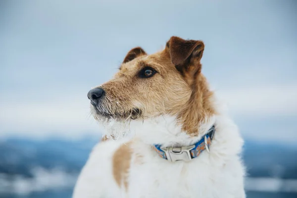 Glad Räv Terrier Snön Kul Med Hund Bergen Vandring Med — Stockfoto