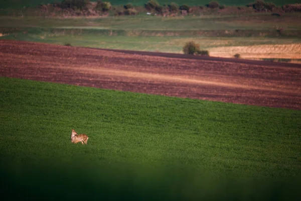 Prachtig Hert Groene Weiden — Stockfoto