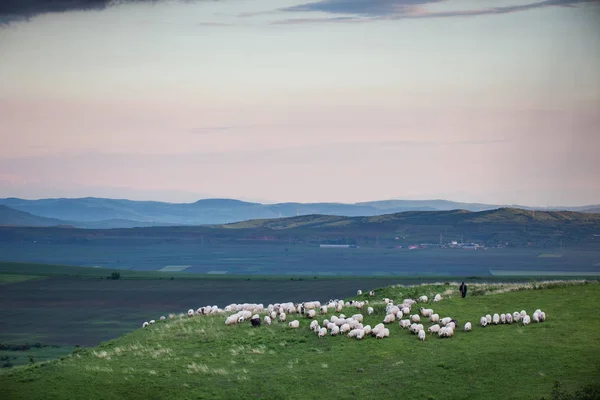 Stado Owiec Pastwisku Zachodzie Słońca — Zdjęcie stockowe