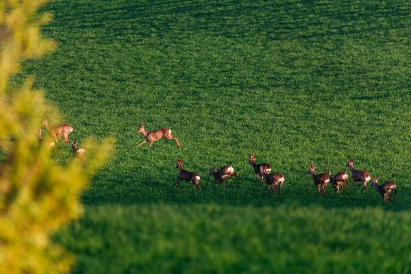 Schöne Hirsche Auf Grünen Wiesen — Stockfoto