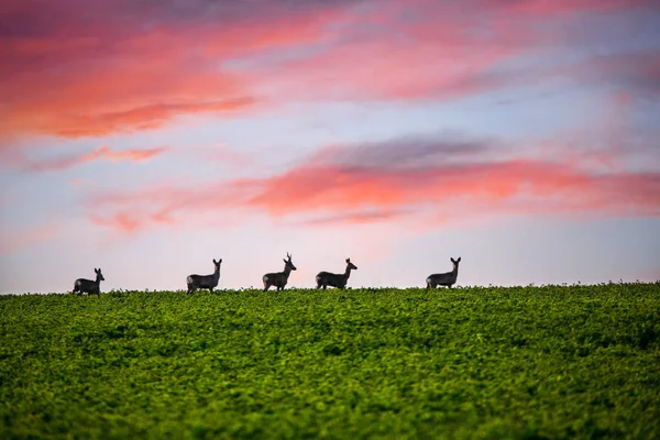 美丽的鹿儿在绿色的草地上 — 图库照片