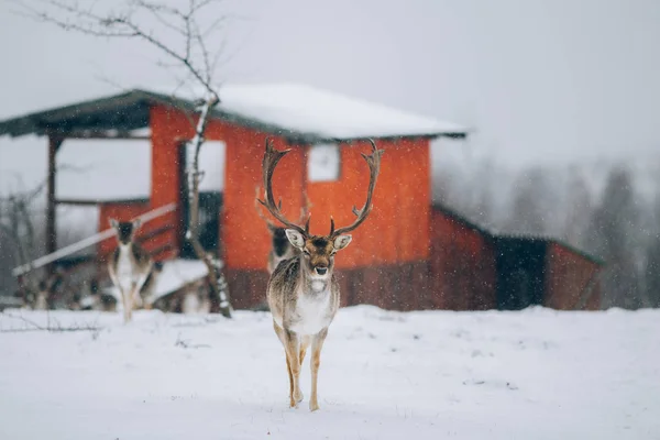 Beau Cerf Hiver — Photo