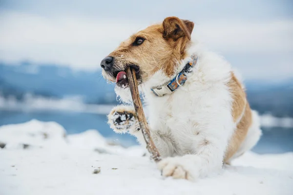 Happy fox terrier in the snow. Fun with a dog in the mountains. Hiking with a dog.