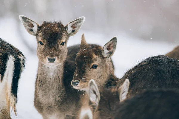 Beautiful Deer Winter Time — Stock Photo, Image