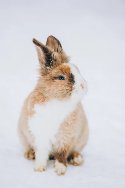 Söt Liten Kanin Snö — Stockfoto