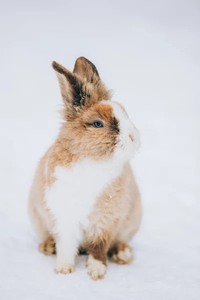 Lindo Conejito Nieve — Foto de Stock