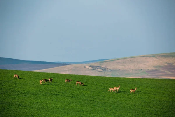 Prachtig Hert Groene Weiden — Stockfoto