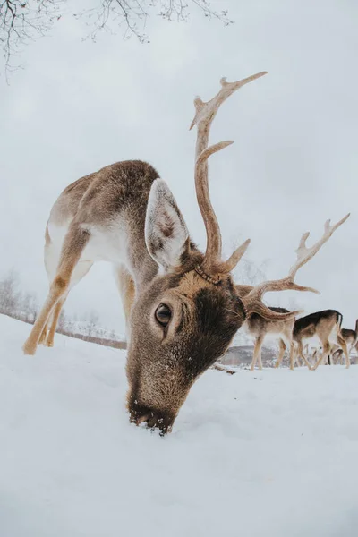 Belos Veados Tempo Inverno — Fotografia de Stock