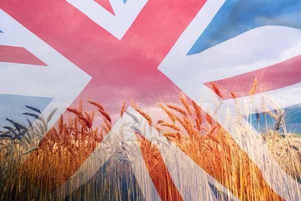 Doble Exposición Con Bandera Británica Hermoso Trigo Natural —  Fotos de Stock
