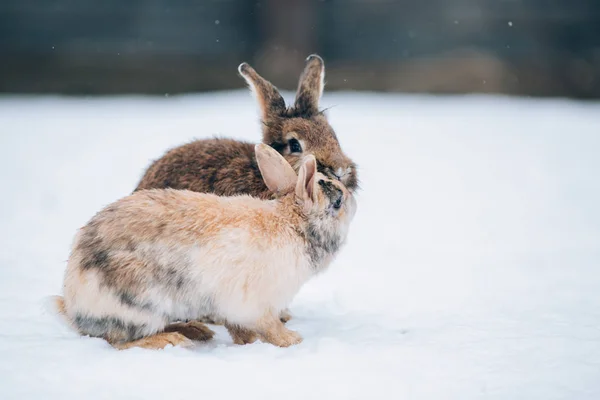 Милые Маленькие Кролики Снегу — стоковое фото