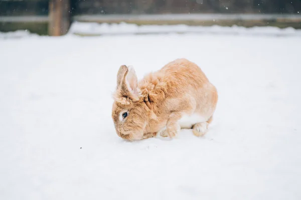 Lindo Conejito Nieve —  Fotos de Stock