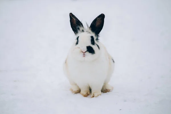 Mignon Petit Lapin Dans Neige — Photo