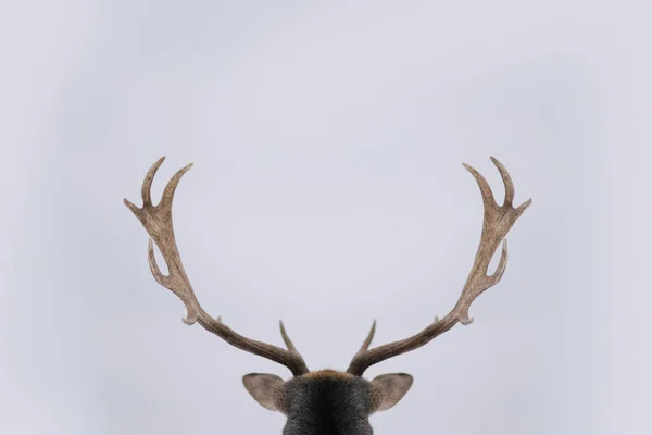 Prachtig Hert Winter — Stockfoto