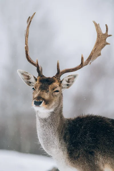 Bellissimi Cervi Inverno — Foto Stock