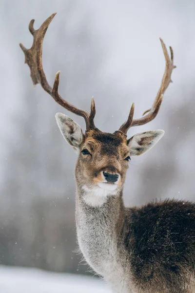 Bellissimi Cervi Inverno — Foto Stock